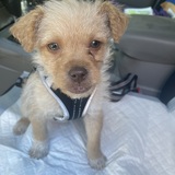 Entry image for Cooper