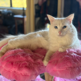 Entry image for Wintermoon