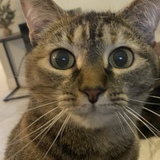 Entry image for Zuri