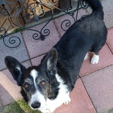 Entry image for Zoom