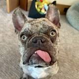 Entry image for Jawzy