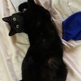 Entry image for Ding Ding