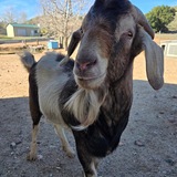 Entry image for Ernie