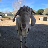 Entry image for Bert