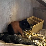 Entry image for Richard Carkeyz