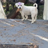 Entry image for winston