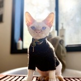 Entry image for abaddon