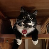 Entry image for RUSTY