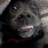 Entry image for Shelby Wigglebum 