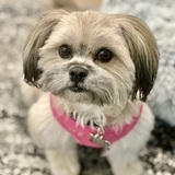 Entry image for Ziva