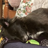 Entry image for Violet