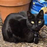 Entry image for Pistol