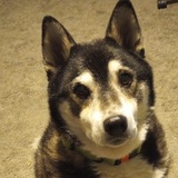 Entry image for Ollie