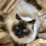 Entry image for Milo