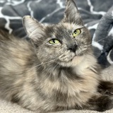 Entry image for Suki