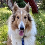 Entry image for Ringo