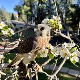 Entry image for Panchi