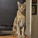 Entry image for Kimora