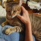 Entry image for Little Man