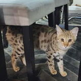 Entry image for Amaris