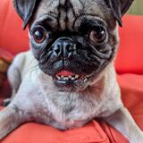 Entry image for Penny