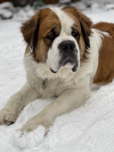 Entry image for George. Clicking this image will show a larger photo