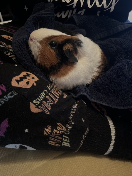 Entry image for Penelope . Clicking this image will show a larger photo