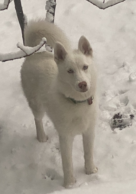 Entry image for Sitka. Clicking this image will show a larger photo