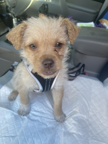 Entry image for Cooper. Clicking this image will show a larger photo