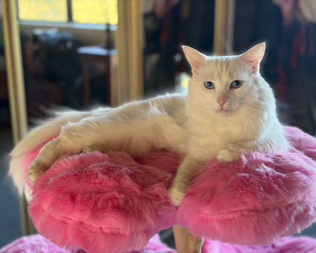 Entry image for Wintermoon. Clicking this image will show a larger photo