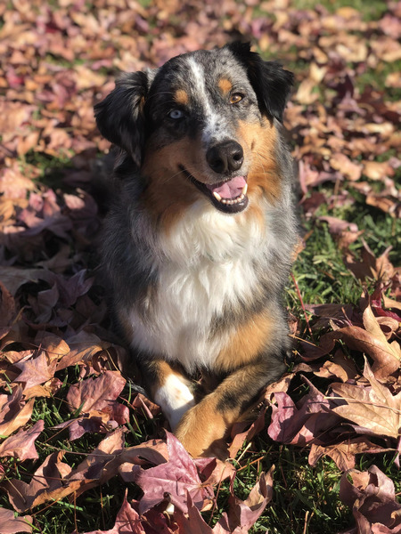 Entry image for Grayson. Clicking this image will show a larger photo