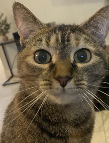 Entry image for Zuri. Clicking this image will show a larger photo