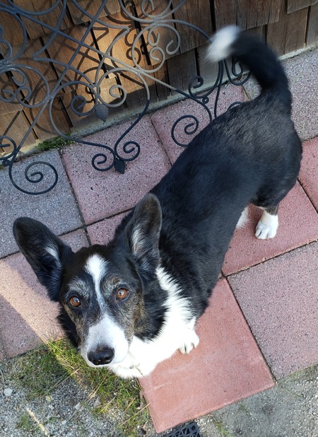 Entry image for Zoom. Clicking this image will show a larger photo