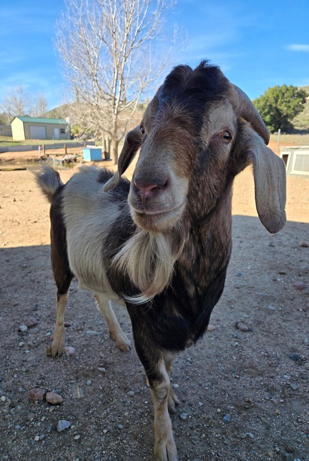 Entry image for Ernie. Clicking this image will show a larger photo