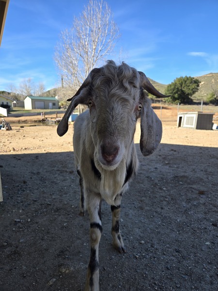 Entry image for Bert. Clicking this image will show a larger photo