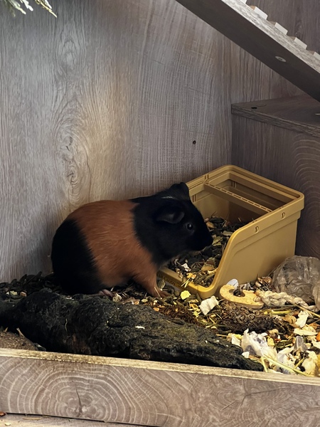 Entry image for Richard Carkeyz. Clicking this image will show a larger photo