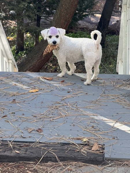 Entry image for winston. Clicking this image will show a larger photo