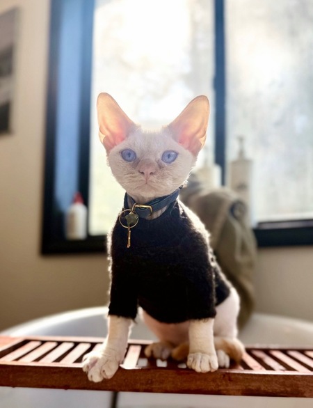 Entry image for abaddon. Clicking this image will show a larger photo