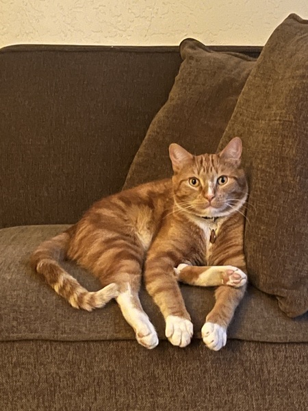 Entry image for Milo. Clicking this image will show a larger photo