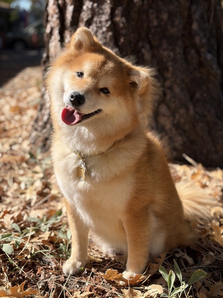 Entry image for Butter. Clicking this image will show a larger photo