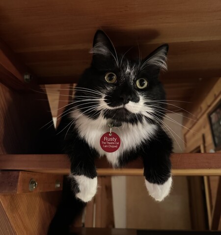 Entry image for RUSTY. Clicking this image will show a larger photo