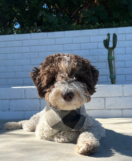 Entry image for Obi. Clicking this image will show a larger photo