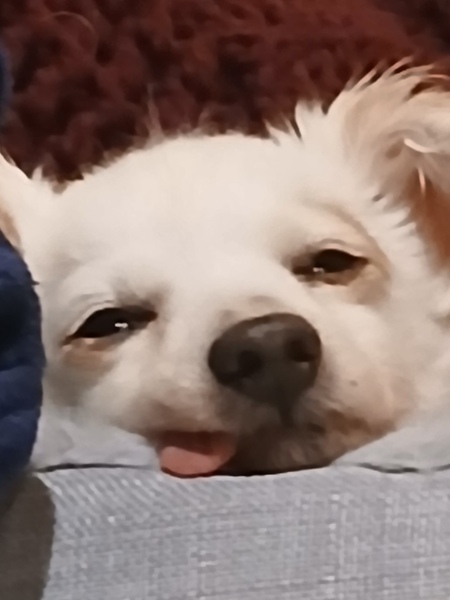 Entry image for ZOEY. Clicking this image will show a larger photo