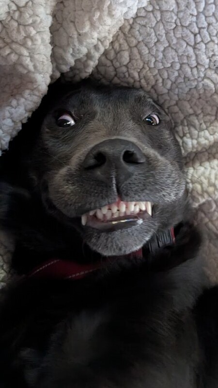 Entry image for Shelby Wigglebum . Clicking this image will show a larger photo