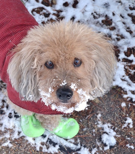 Entry image for Freddie. Clicking this image will show a larger photo