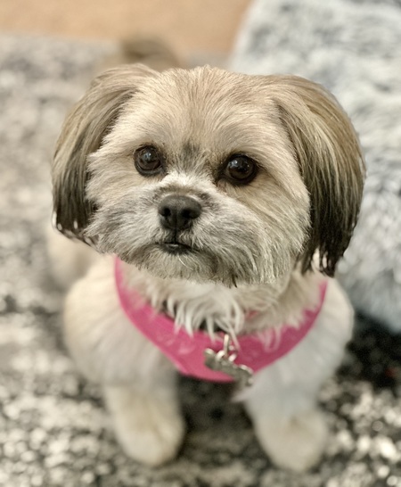 Entry image for Ziva. Clicking this image will show a larger photo