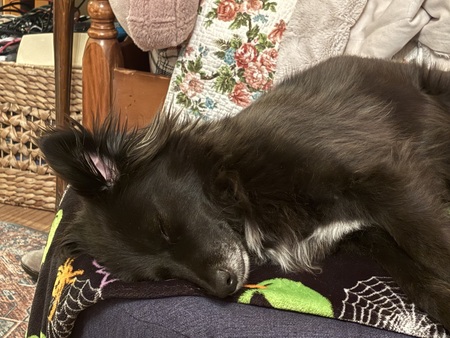 Entry image for Violet. Clicking this image will show a larger photo