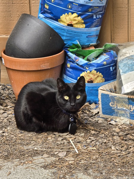 Entry image for Pistol. Clicking this image will show a larger photo