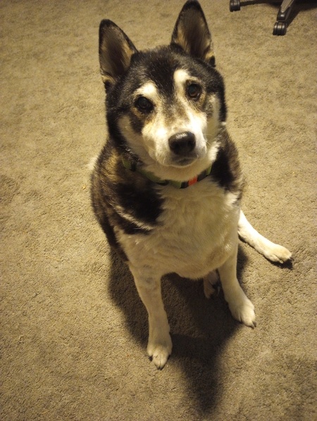 Entry image for Ollie. Clicking this image will show a larger photo