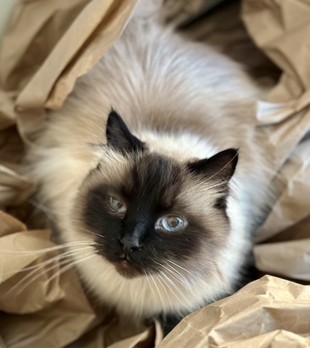 Entry image for Milo. Clicking this image will show a larger photo